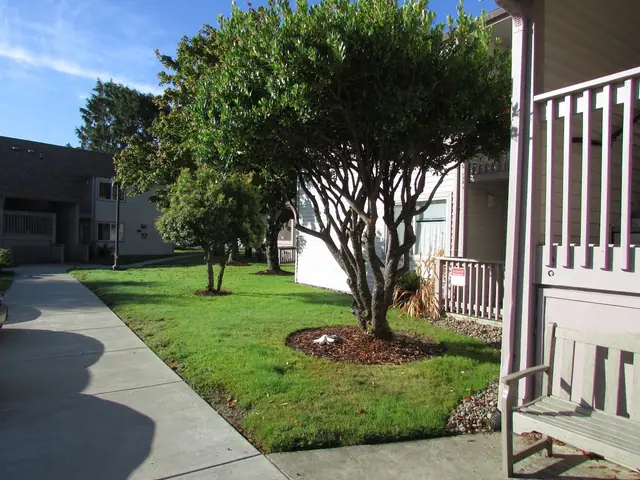 Walkway and lawn with trees beside the buildings