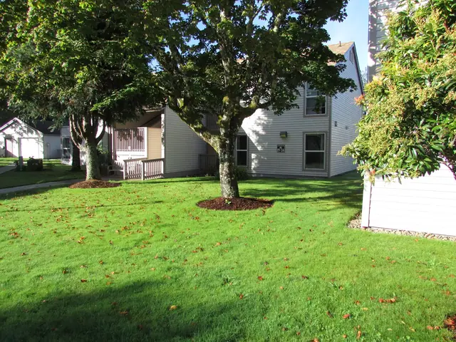 Lawn under a large shade tree between the buildings