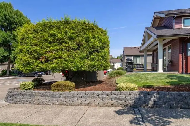 Rounded shrub in a stone bed in front of the buildings